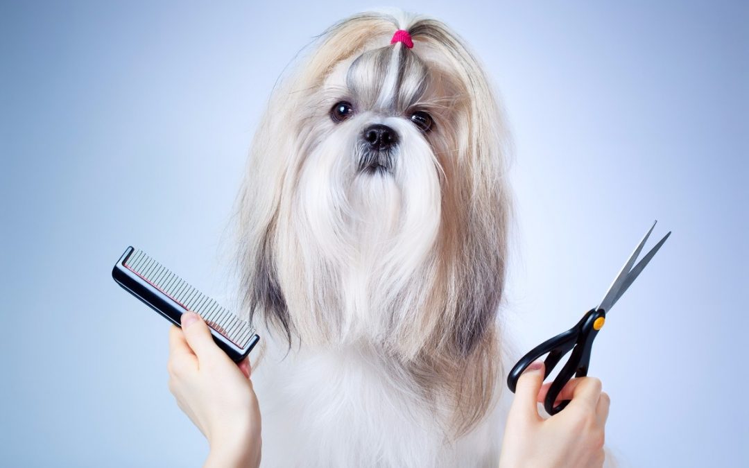 Importancia de la  peluquería canina en el entorno urbano