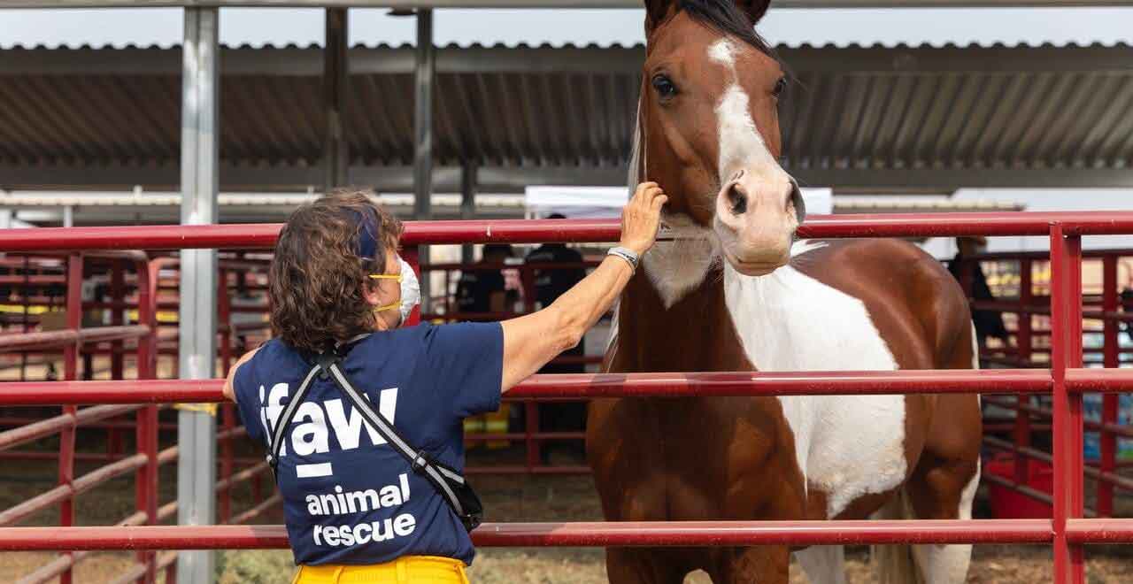 Formación continua veterinaria: ¿por qué es tan importante?