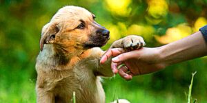 Para adquirir las competencias profesionales necesaria en esta profesión te mostramos los siguientes cursos de adiestramiento canino.