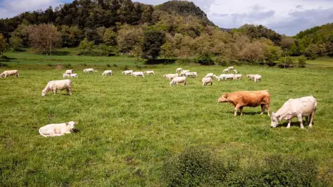 Ganadería