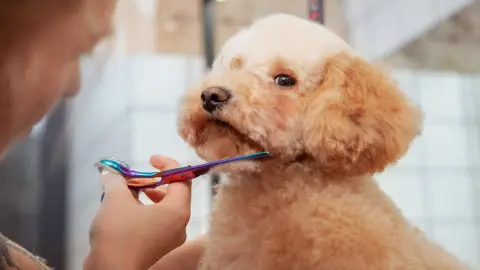 Peluqueria Estetica Canina