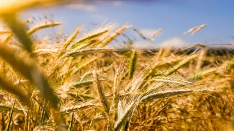 Agricultura