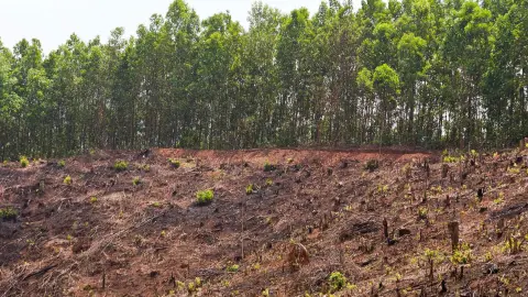 Gestión Forestal y del Medio Natural