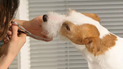Peluqueria Estetica Canina