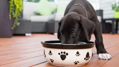 Nutrición Veterinaria