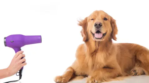 Peluqueria Estetica Canina