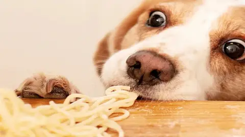 Nutrición Veterinaria