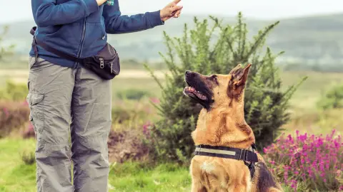 Adiestramiento Canino