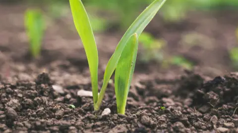 Agricultura