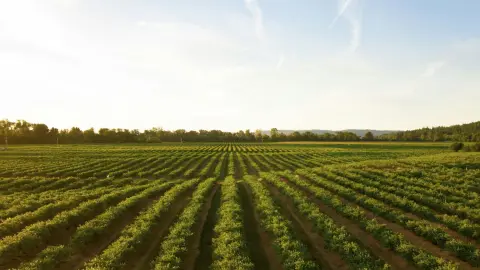 Agricultura