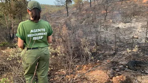 Agente Forestal