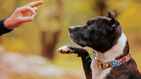 Adiestramiento Canino