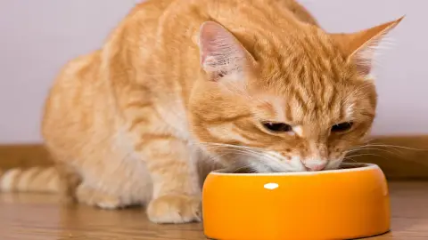 Nutrición Veterinaria