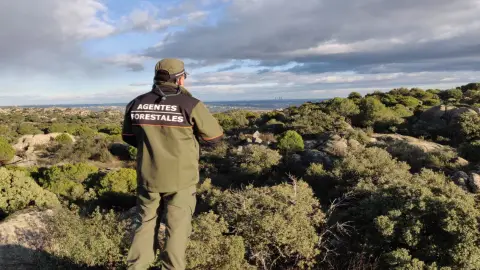 Agente Forestal