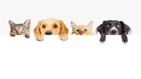 Peluqueria Estetica Canina