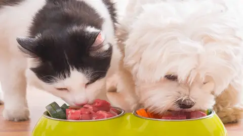 Nutrición Veterinaria