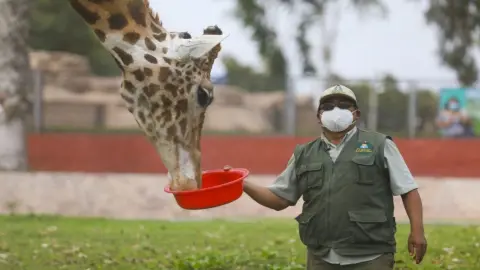 Cuidador de Animales
