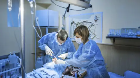 Auxiliar de Clínica Veterinaria