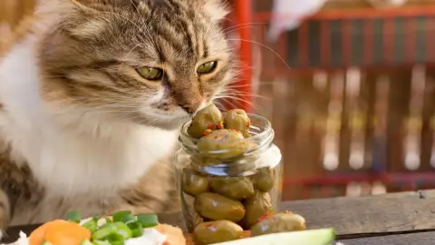 Nutrición Veterinaria