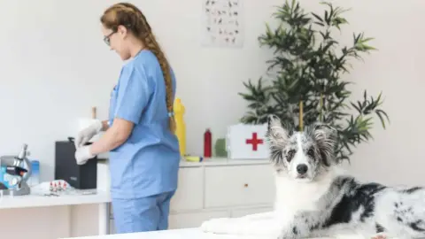 Auxiliar de Clínica Veterinaria