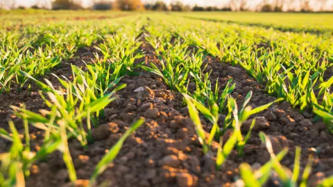 Agricultura