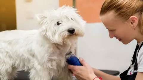 Peluqueria Estetica Canina