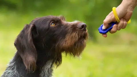 Adiestramiento Canino