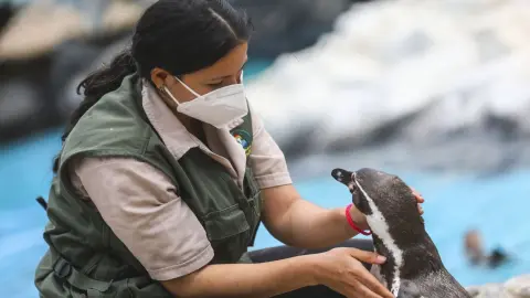 Cuidador de Animales
