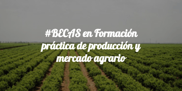 Imagen de Becas para la formación práctica de producción y mercado agrario