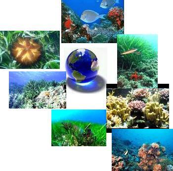 LAS PRADERAS MARINAS EN DECLIVE imagen 1