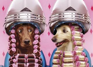 TU MASCOTA PUEDE SER LA CLAVE imagen 1